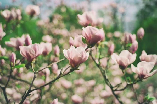 Magnolia vårblommor — Stockfoto