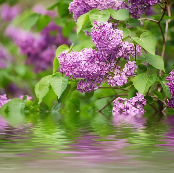 Tak van lila bloemen — Stockfoto