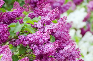 Bahar leylak çiçekleri