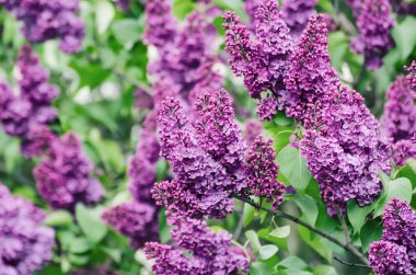 Bahar leylak çiçekleri