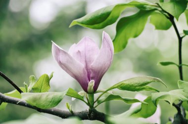 Magnolia bahar çiçekleri