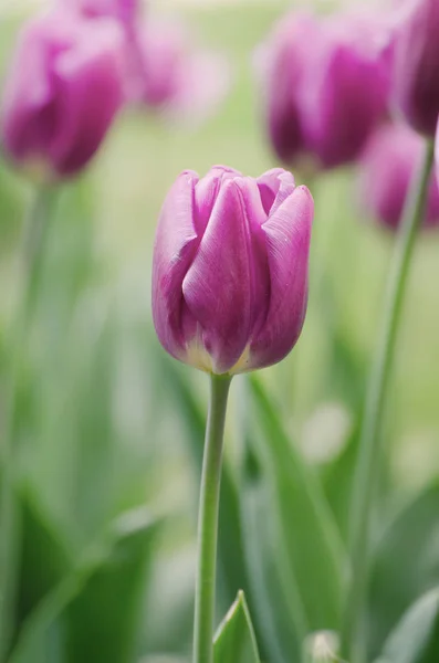 Flores de tulipán violeta — Foto de Stock