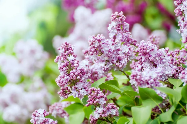 春天的紫丁香花 — 图库照片