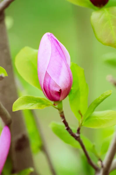 Magnolia bloemknop — Stockfoto