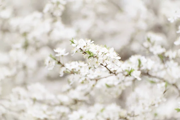 Ciruela flores de primavera — Foto de Stock