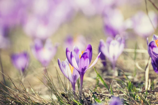 Flores de croco de primavera — Fotografia de Stock