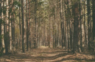 Kuzey İskandinav Ormanı