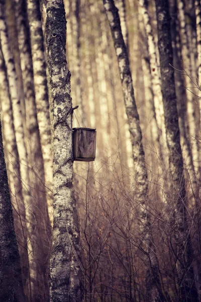 Nichoir dans la forêt — Photo