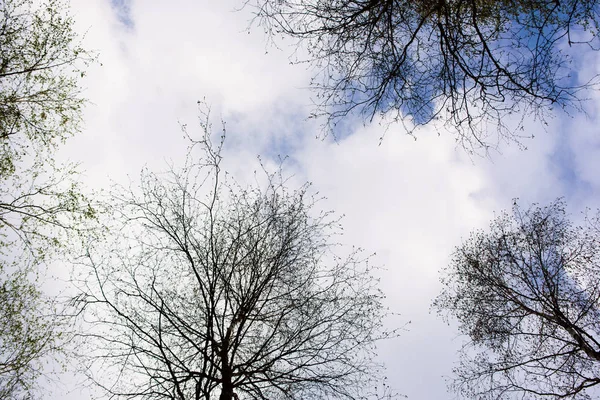 Cielo con nubes y árboles — Foto de Stock