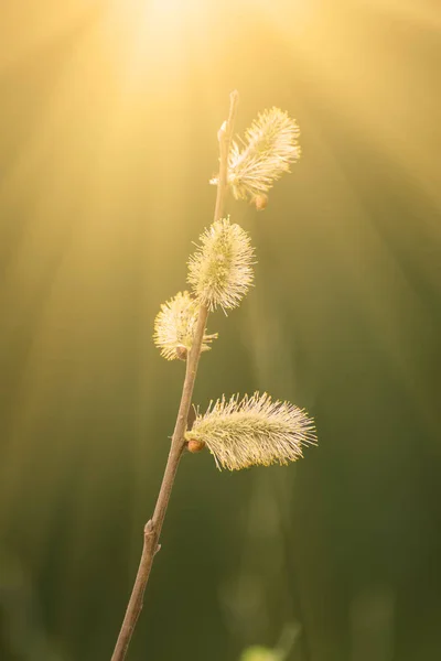 Blommande pilkvistar — Stockfoto