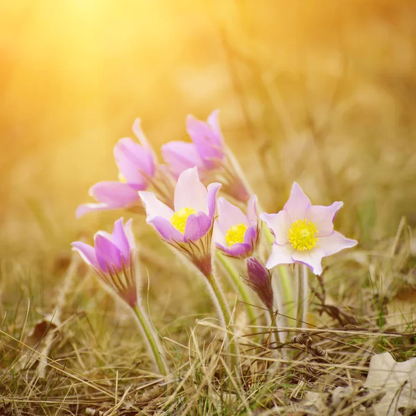 Pasque-fiore in natura — Foto Stock