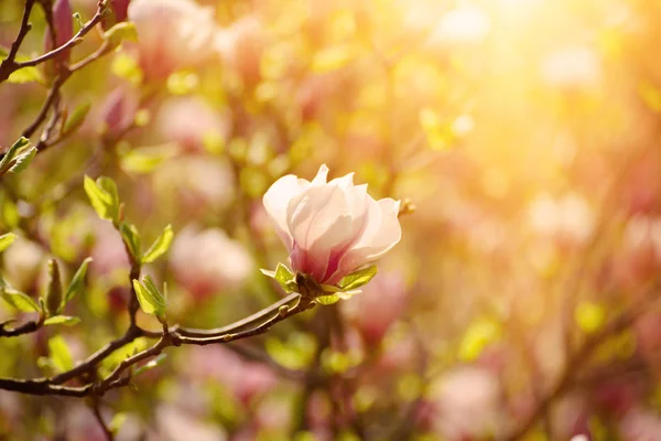Magnolia flores da primavera — Fotografia de Stock