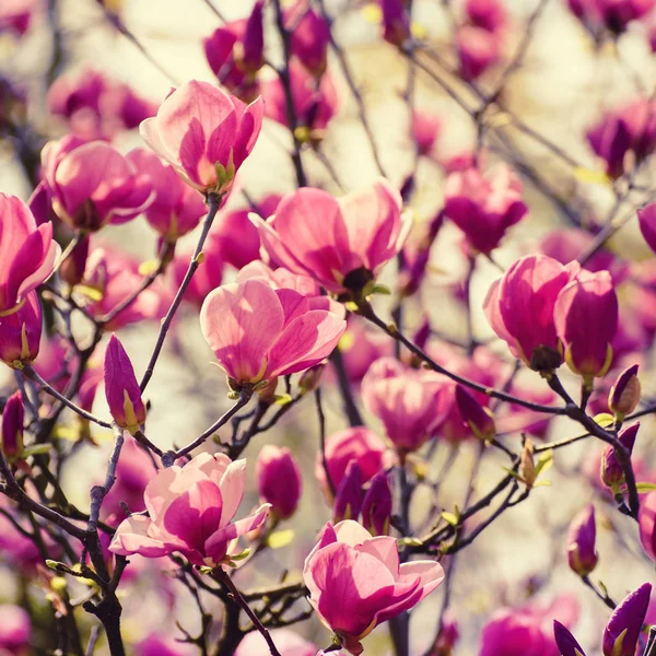 Magnolia lentebloemen — Stockfoto