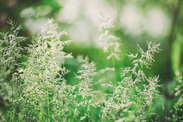 Naturale astratto sfondo soleggiato — Foto Stock