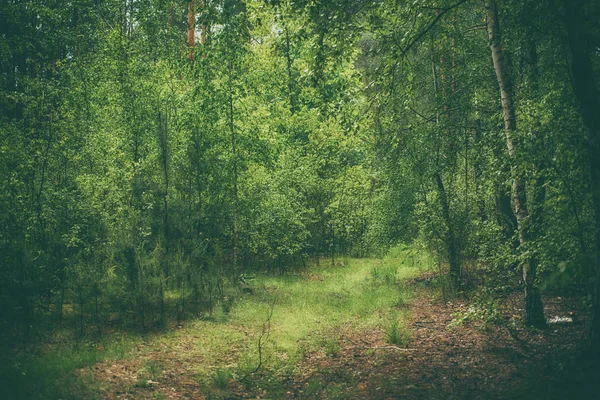 Тёмный мрачный лес — стоковое фото