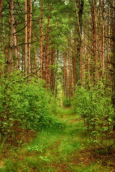 Nyári zöld erdő — Stock Fotó