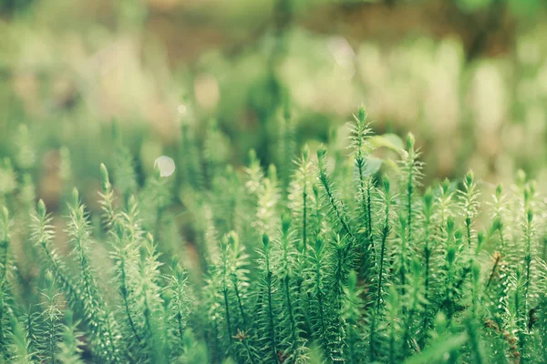 青苔背景 — 图库照片