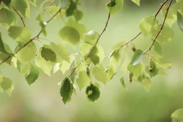 Sunny green leaves — Stock Photo, Image