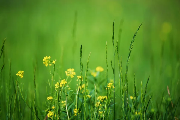 Green grass field background — Stock Photo, Image