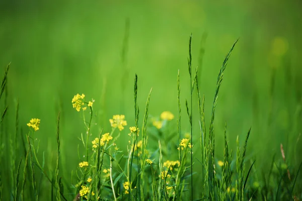 Grünes Gras Feld Hintergrund — Stockfoto