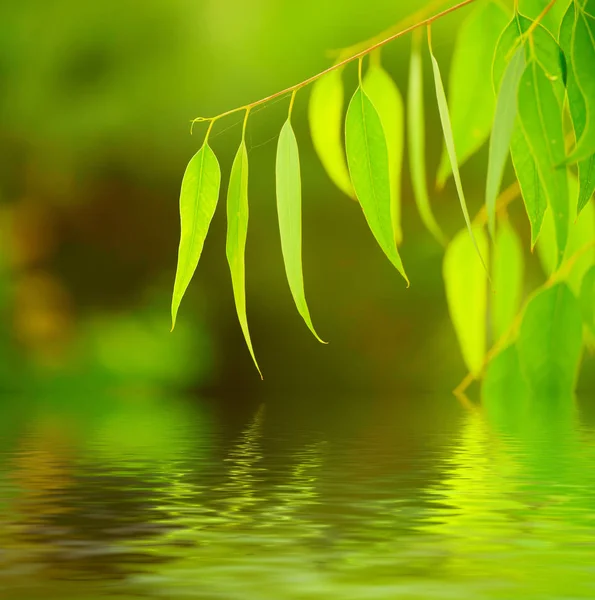 Eucalyptus green leaves — Stock Photo, Image