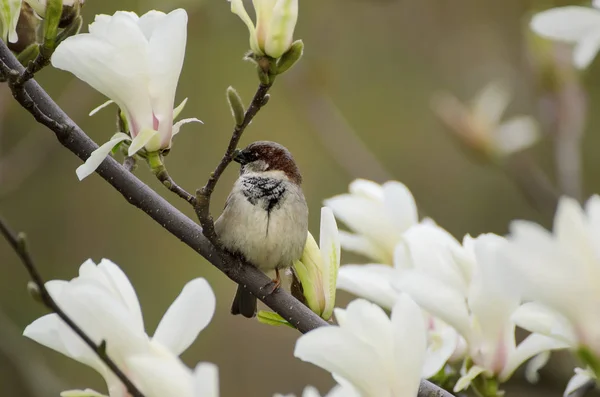 Magnolia fleurs de printemps — Photo