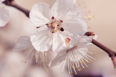 Kayısı ağacı çiçekleri