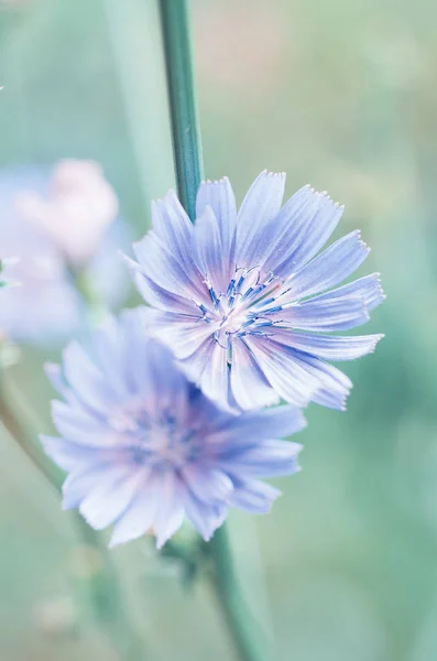 Fiore di cicoria in natura — Foto Stock