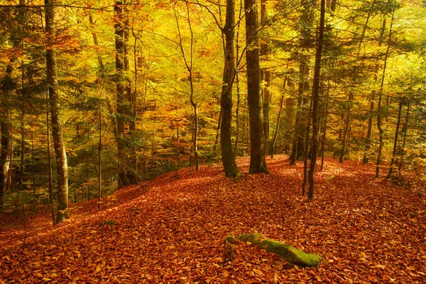 Piękny jesienny krajobraz — Zdjęcie stockowe