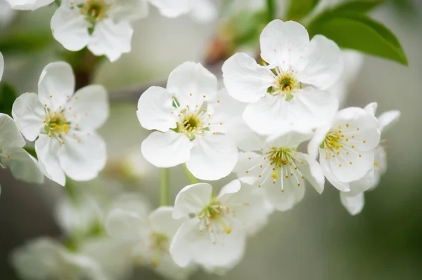 Flores de primavera de cereja — Fotografia de Stock