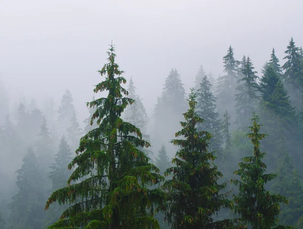 Foggy paesaggio mattutino — Foto Stock