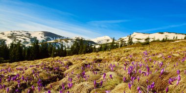 Çiğdemler ile manzara