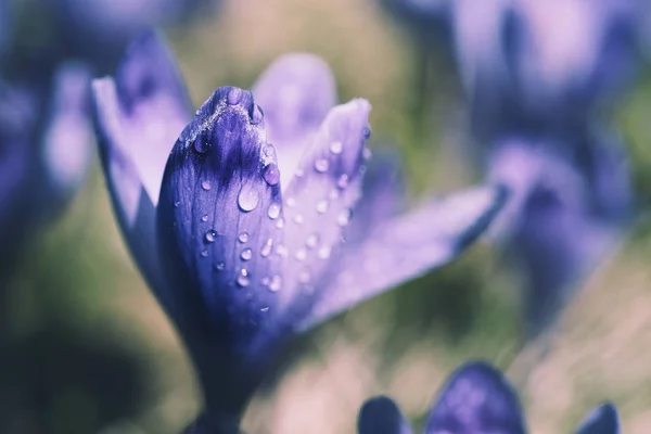 Fleur de crocus de printemps — Photo