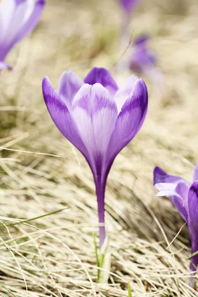 Jarní krokus květiny — Stock fotografie