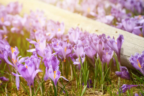 Flores de primavera de azafrán —  Fotos de Stock