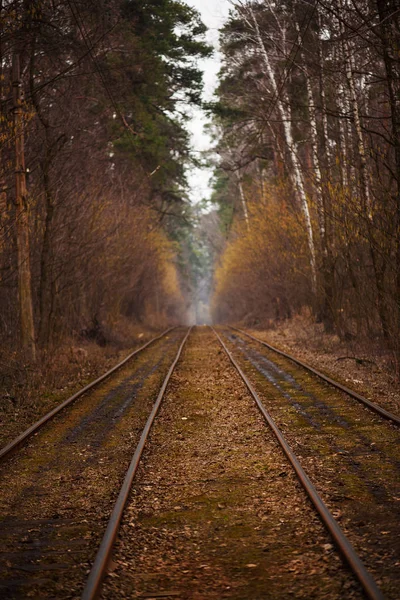 Ferrovie nella foresta — Foto Stock