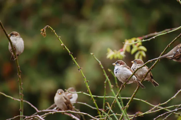 Vrabci na větvi — Stock fotografie