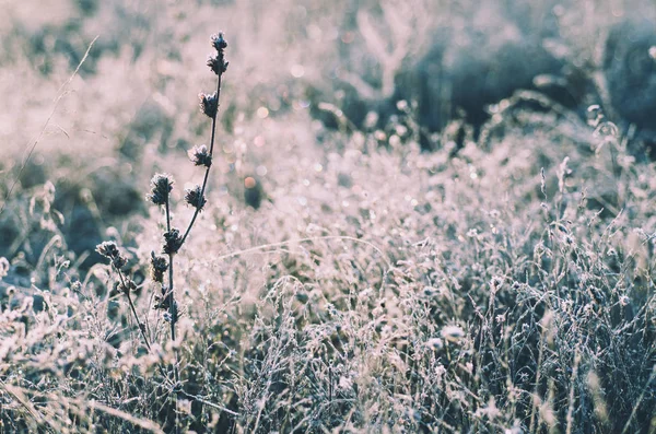 Herbe de prairie congelée — Photo