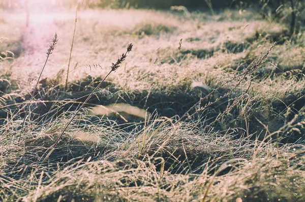 Donmuş çayır çimen — Stok fotoğraf
