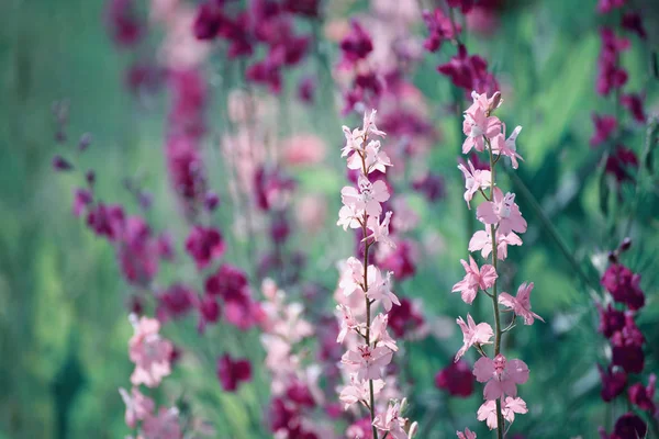 Violet flowers background — Stock Photo, Image