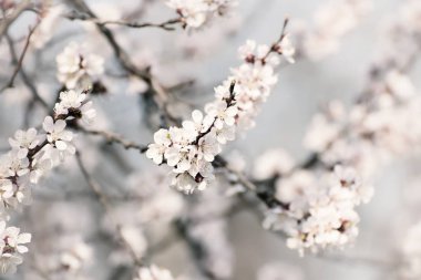 Kayısı ağacı çiçeği