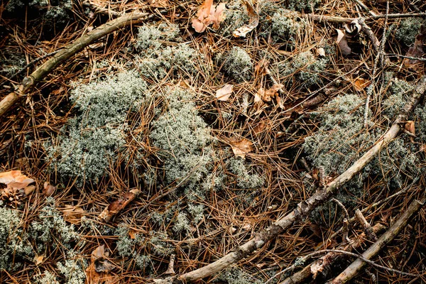 Moss streszczenie tło — Zdjęcie stockowe