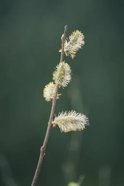 꽃피는 버드나무 가지 — 스톡 사진