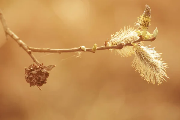 Blommande pilkvistar — Stockfoto