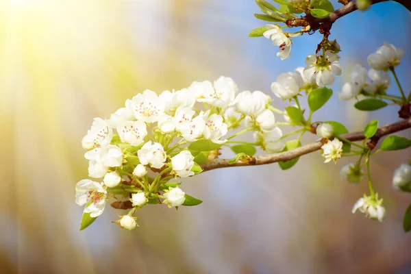 Apple tree flower — Stock Photo, Image