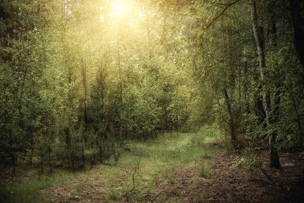 Foresta oscura lunatica — Foto Stock