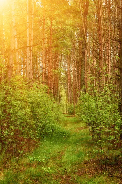 Letní zelený les — Stock fotografie