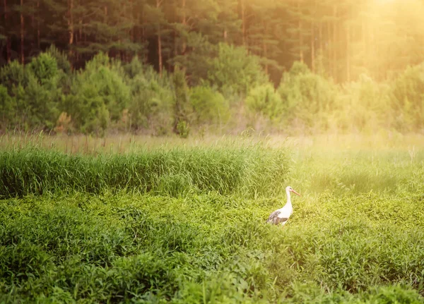 Čáp bílý pták — Stock fotografie