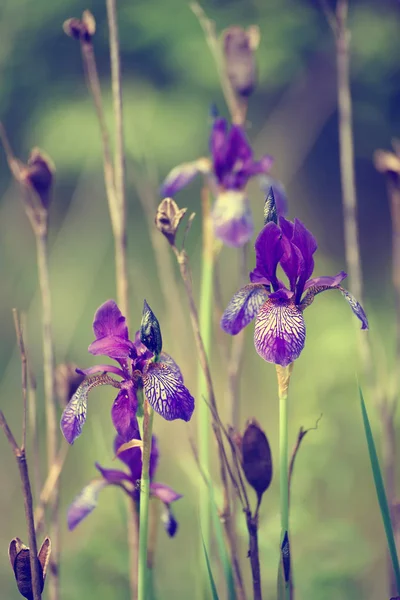 Doğada Iris çiçeği — Stok fotoğraf