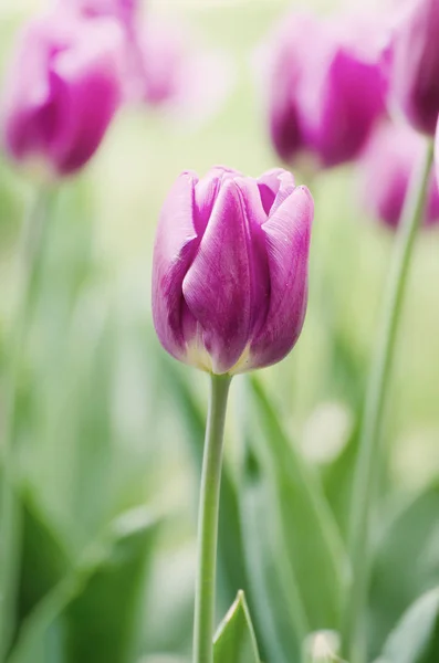 Flores de tulipa violeta — Fotografia de Stock